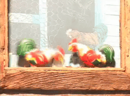 Dem Belly Full But Dem Hungry